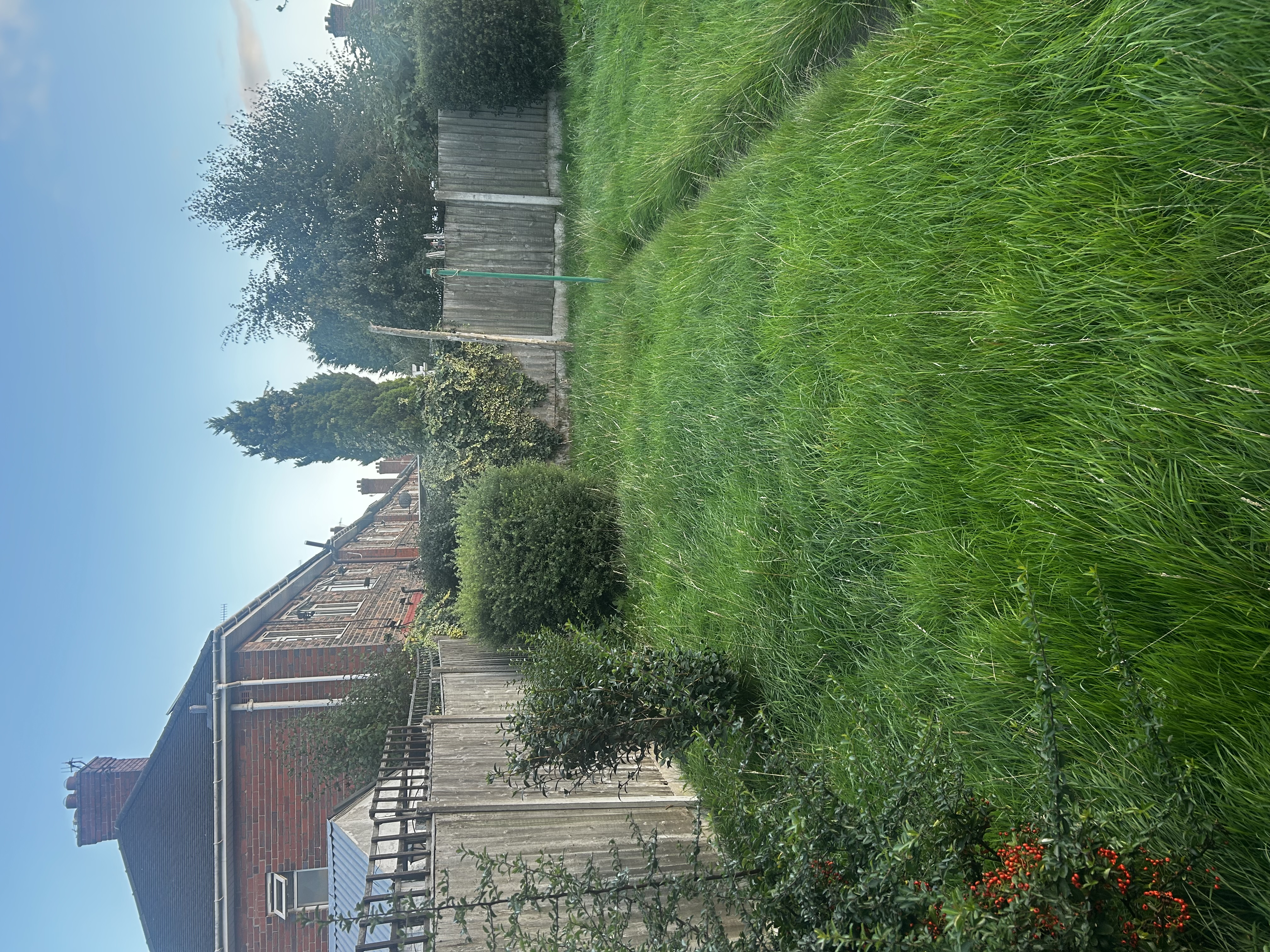 Overgrown garden with an older timber boundary fence beside terraced homes
