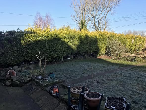 Cheddleton garden before hedge removal, with a large mature hedge and garden beds